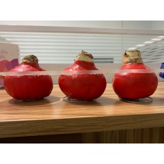 莱克兰 封蜡朱顶红  重瓣 30cm+ 红郡主/保罗/曝光  下单备注品种