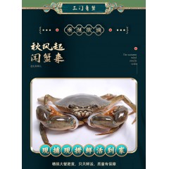 海豪客 三门青蟹 2388型 红膏母蟹6只 单只7-8两 总重量约2400克